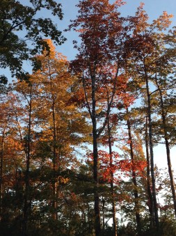 81B74EBE-B68B-41ED-8167-D6969E01D023