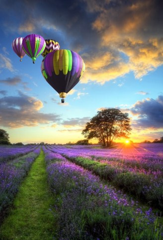 Hot air balloons flying over lavender landscape sunset